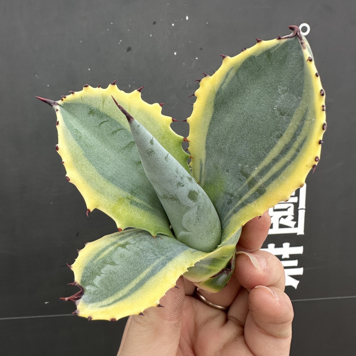 K55【パンダ園芸】アガベ チタノタ サルミアナ リップル K55【パンダ園芸】アガベ チタノタ サルミアナ リップル