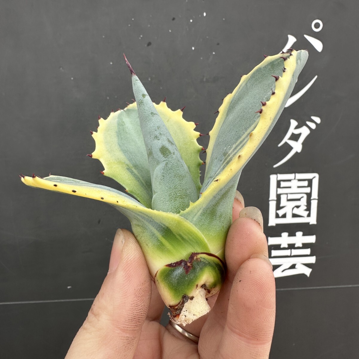 K55【パンダ園芸】アガベ チタノタ サルミアナ リップル K55【パンダ園芸】アガベ チタノタ サルミアナ リップル