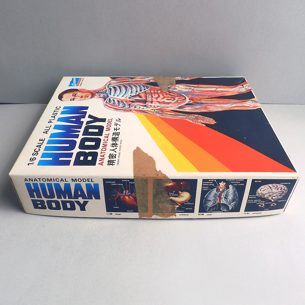 精密人体構造モデル HUMAN BODY 人体模型 ヒューマンボディー 1