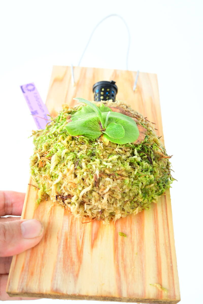 P bifurcatum 'Popcorn' TC @ビカ森wife ポップコーン P bifurcatum 'Popcorn' TC @ビカ森wife ポップコーン