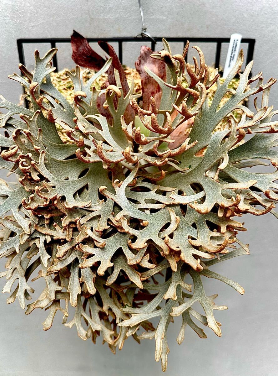 P. willinckii 'Jenny' ウィリンキー ジェニー【vandaka P. willinckii 'Jenny' ウィリンキー ジェニー【vandaka