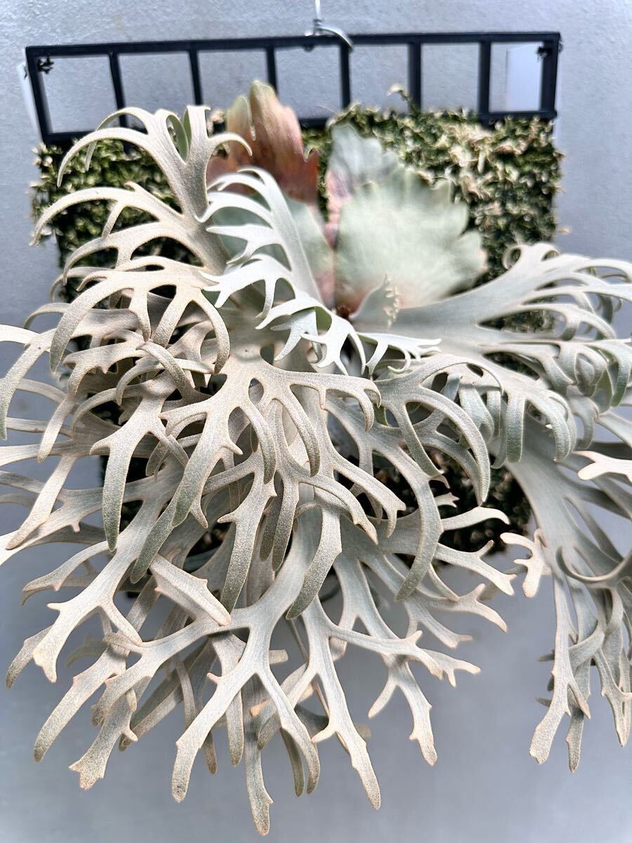 P. willinckii 'Jenny' ウィリンキー ジェニー【vandaka P. willinckii 'Jenny' ウィリンキー ジェニー【vandaka