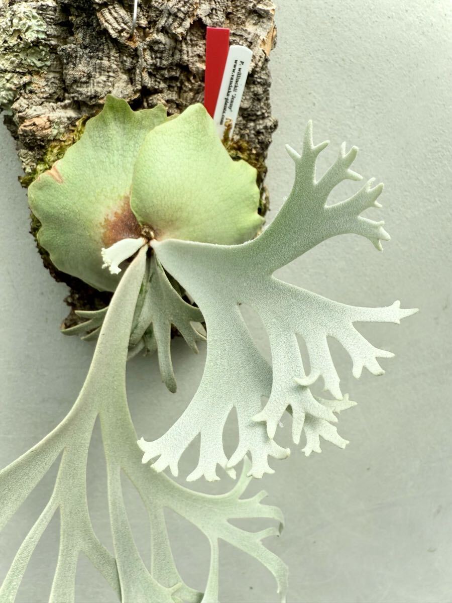 P. willinckii 'Jenny' ウィリンキー ジェニー【vandaka P. willinckii 'Jenny' ウィリンキー ジェニー【vandaka