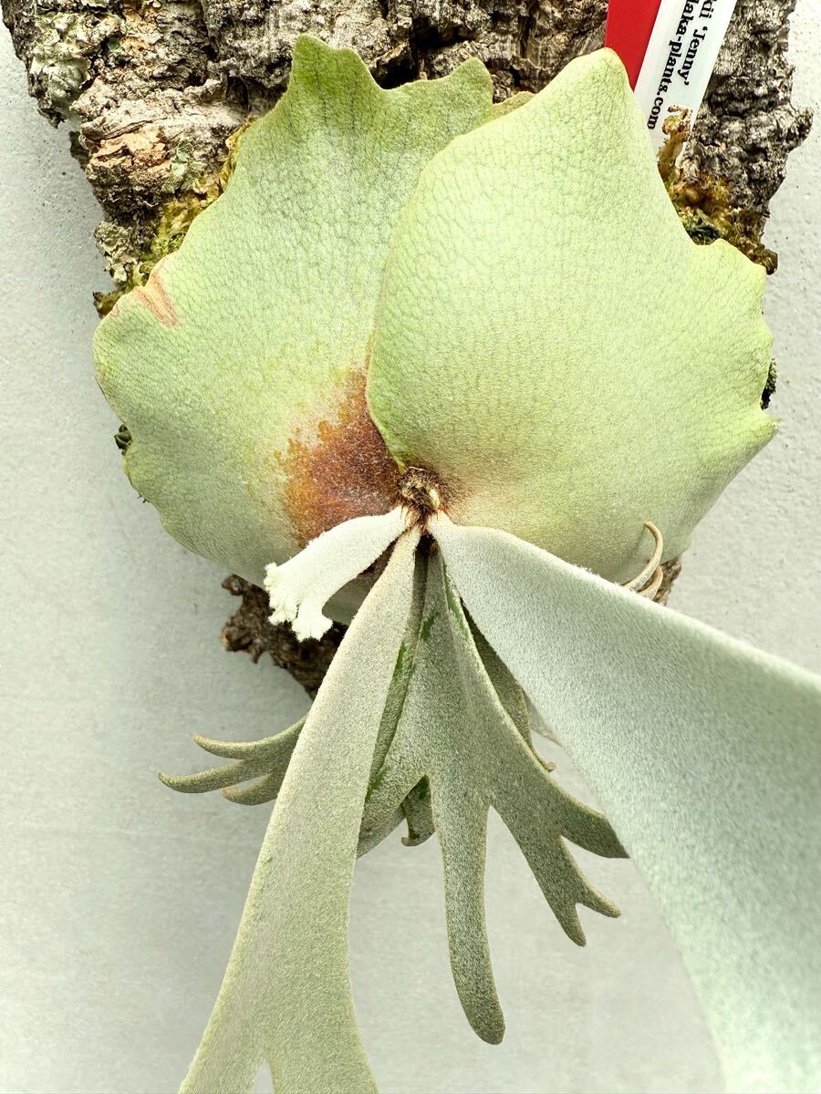 P. willinckii 'Jenny' ウィリンキー ジェニー【vandaka P. willinckii 'Jenny' ウィリンキー ジェニー【vandaka
