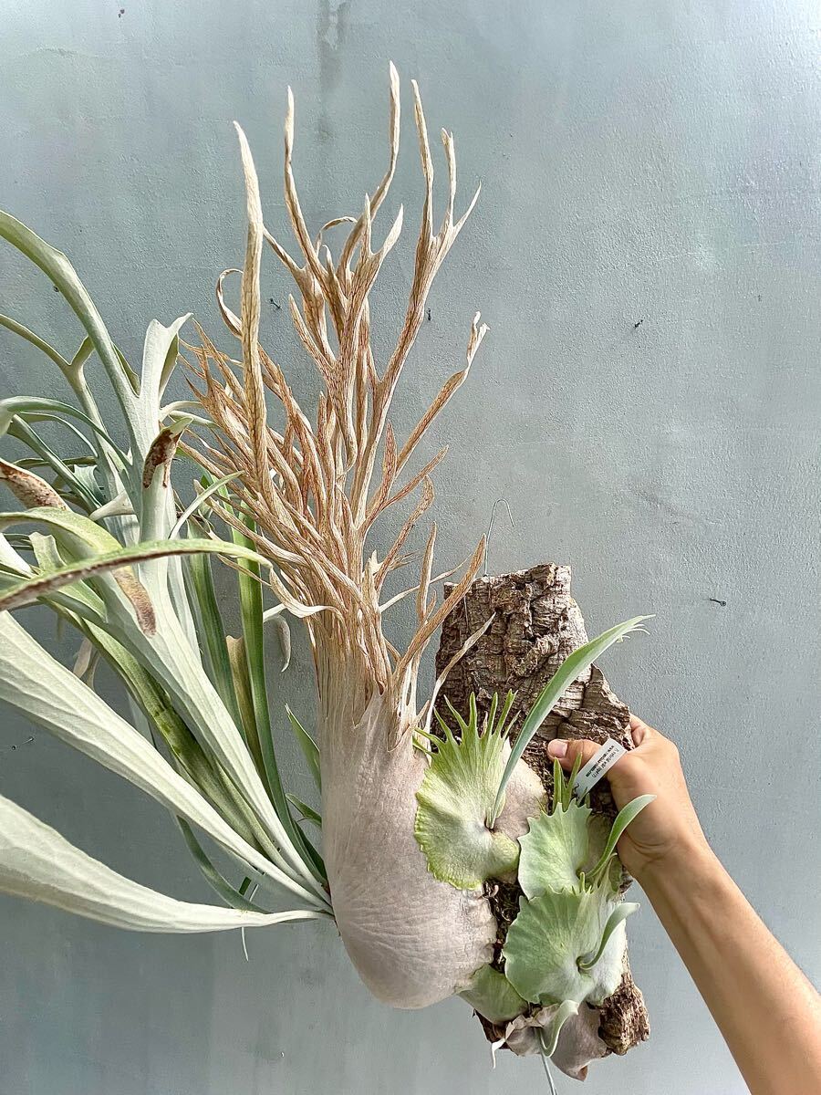 P. veitchii wild (vp#17) ベイチー【vandaka】ビカクシダ P. veitchii wild (vp#17) ベイチー【vandaka】ビカクシダ