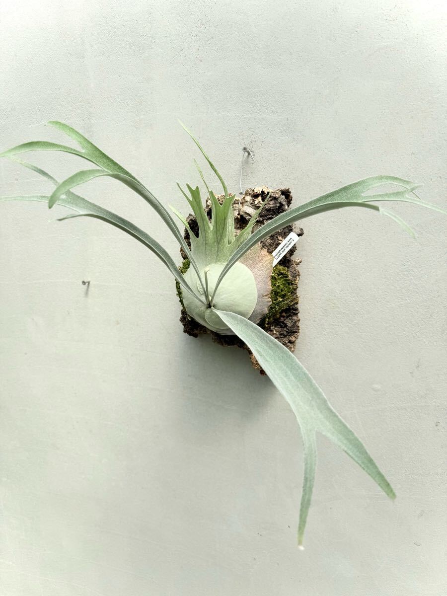 P. veitchii wild (vp#17) ベイチー【vandaka】ビカクシダ P. veitchii wild (vp#17) ベイチー【vandaka】ビカクシダ