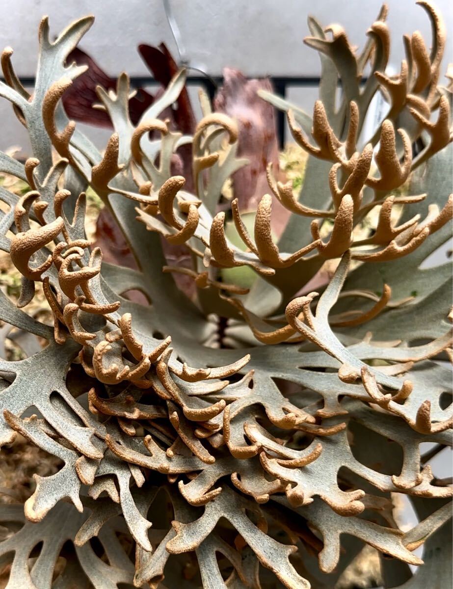 P. willinckii 'Jenny' ウィリンキー ジェニー【vandaka P. willinckii 'Jenny' ウィリンキー ジェニー【vandaka