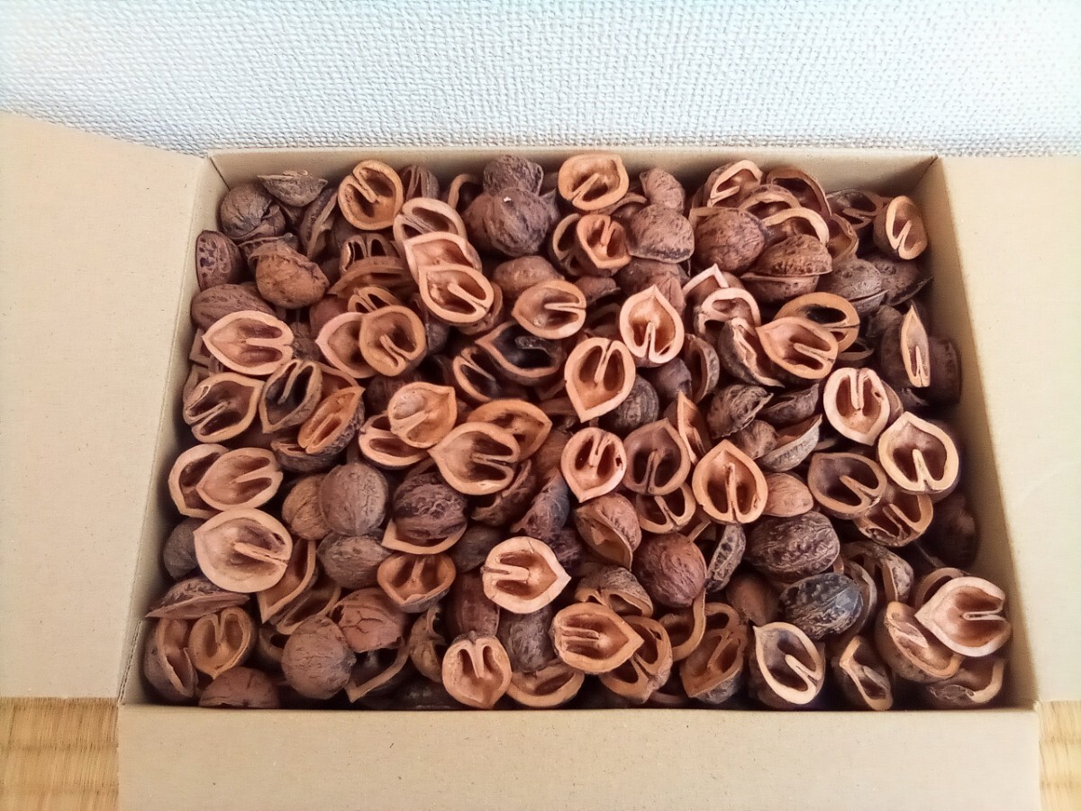 即決】鬼ぐるみ 殻 1kg c□小粒 1キロ クルミ 鉢植え マルチング 即決】鬼ぐるみ 殻 1kg c□小粒 1キロ クルミ 鉢植え マルチング