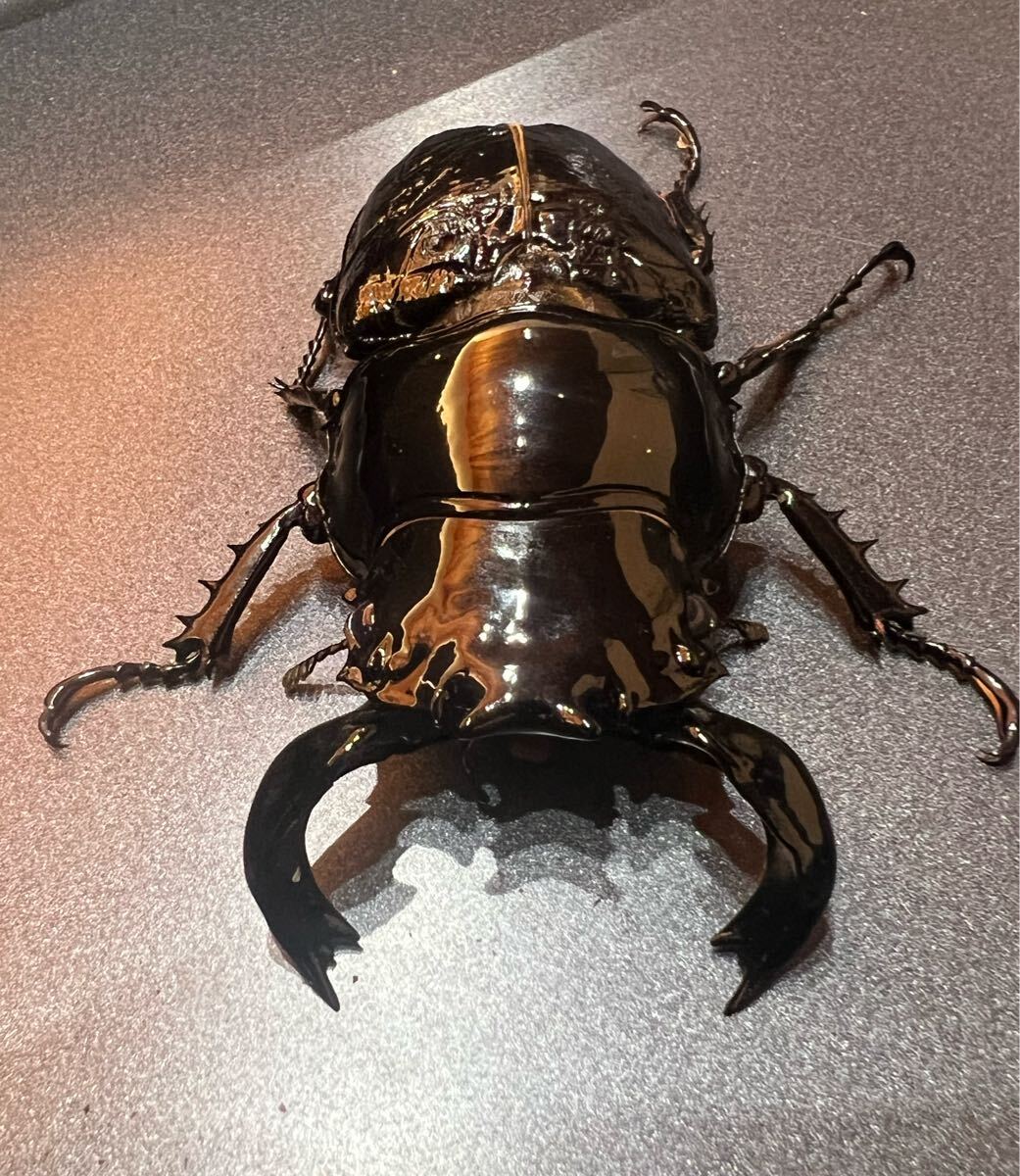 種親91.7mm】②タランドゥスオオツヤクワガタ ペア 新成虫 (外 種親91.7mm】②タランドゥスオオツヤクワガタ ペア 新成虫 (外