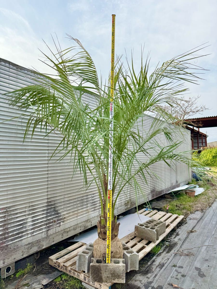 ココスヤシシルバーリーフ 高さ270cm 幹回り85cm 幹高40〜50 ④ ココスヤシシルバーリーフ 高さ270cm 幹回り85cm 幹高40〜50 ④