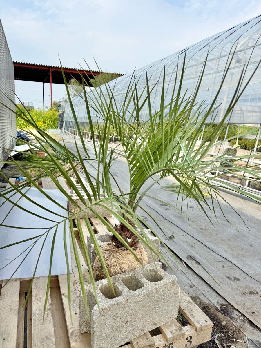 ココスヤシ シルバーリーフ 高さ100cm 幹回り50cm 幹高20cm ⑥ ココスヤシ シルバーリーフ 高さ100cm 幹回り50cm 幹高20cm ⑥