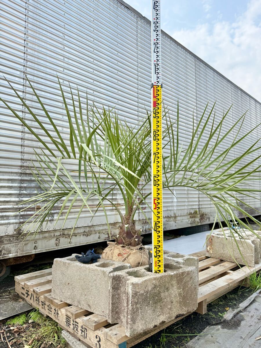 ココスヤシ シルバーリーフ 高さ100cm 幹回り50cm 幹高20cm ⑥ ココスヤシ シルバーリーフ 高さ100cm 幹回り50cm 幹高20cm ⑥