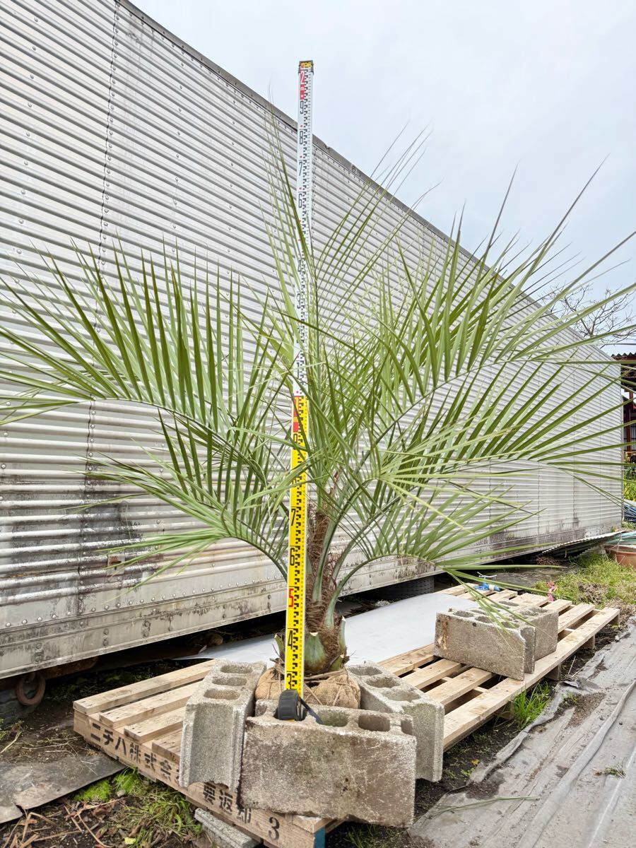 ココスヤシ シルバーリーフ 高さ170cm 幹回り60cm 幹高20〜30cm ココスヤシ シルバーリーフ 高さ170cm 幹回り60cm 幹高20〜30cm