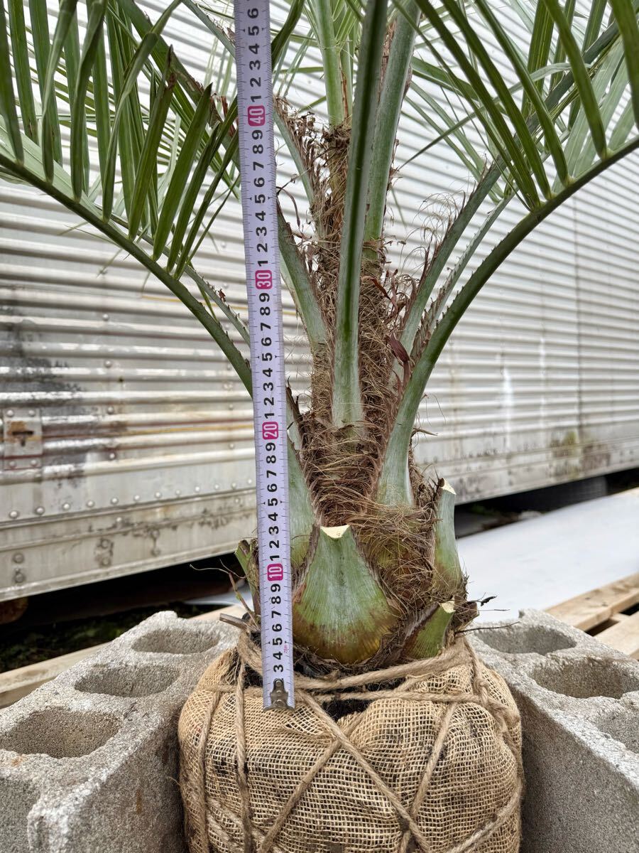 ココスヤシ シルバーリーフ 高さ170cm 幹回り60cm 幹高20〜30cm ココスヤシ シルバーリーフ 高さ170cm 幹回り60cm 幹高20〜30cm