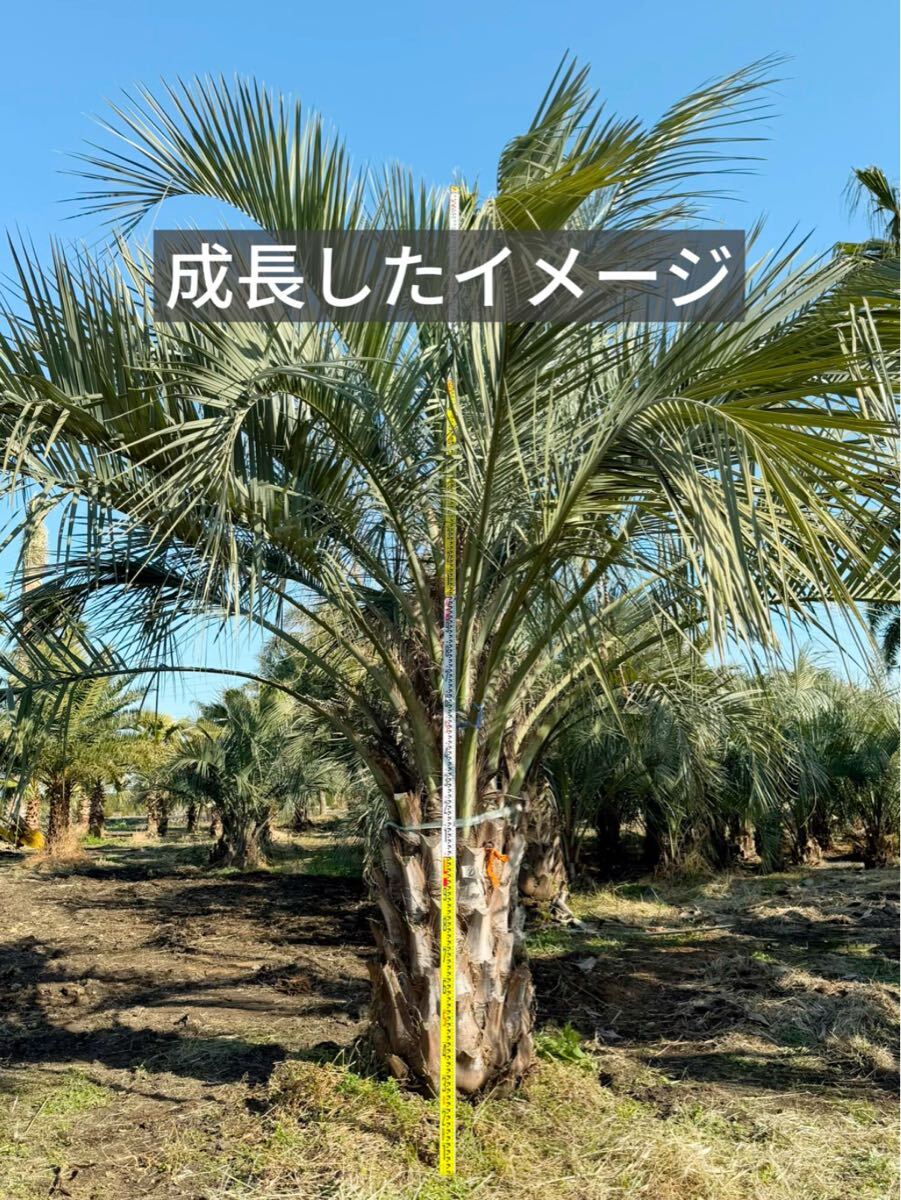 ココスヤシ シルバーリーフ 高さ100cm 幹回り50cm 幹高20cm ⑥ ココスヤシ シルバーリーフ 高さ100cm 幹回り50cm 幹高20cm ⑥