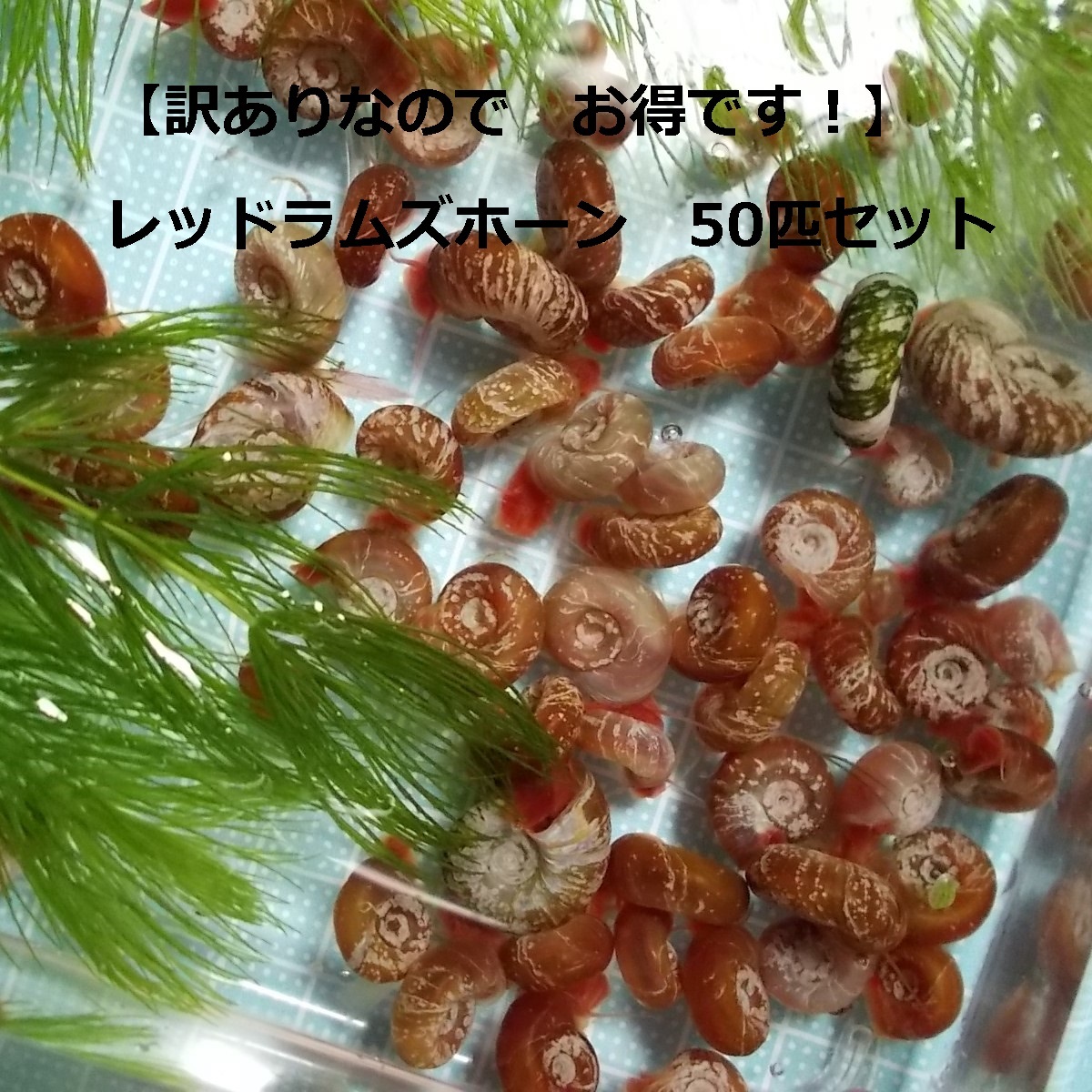 レッドラムズホーン50匹+おまけの水草入りH