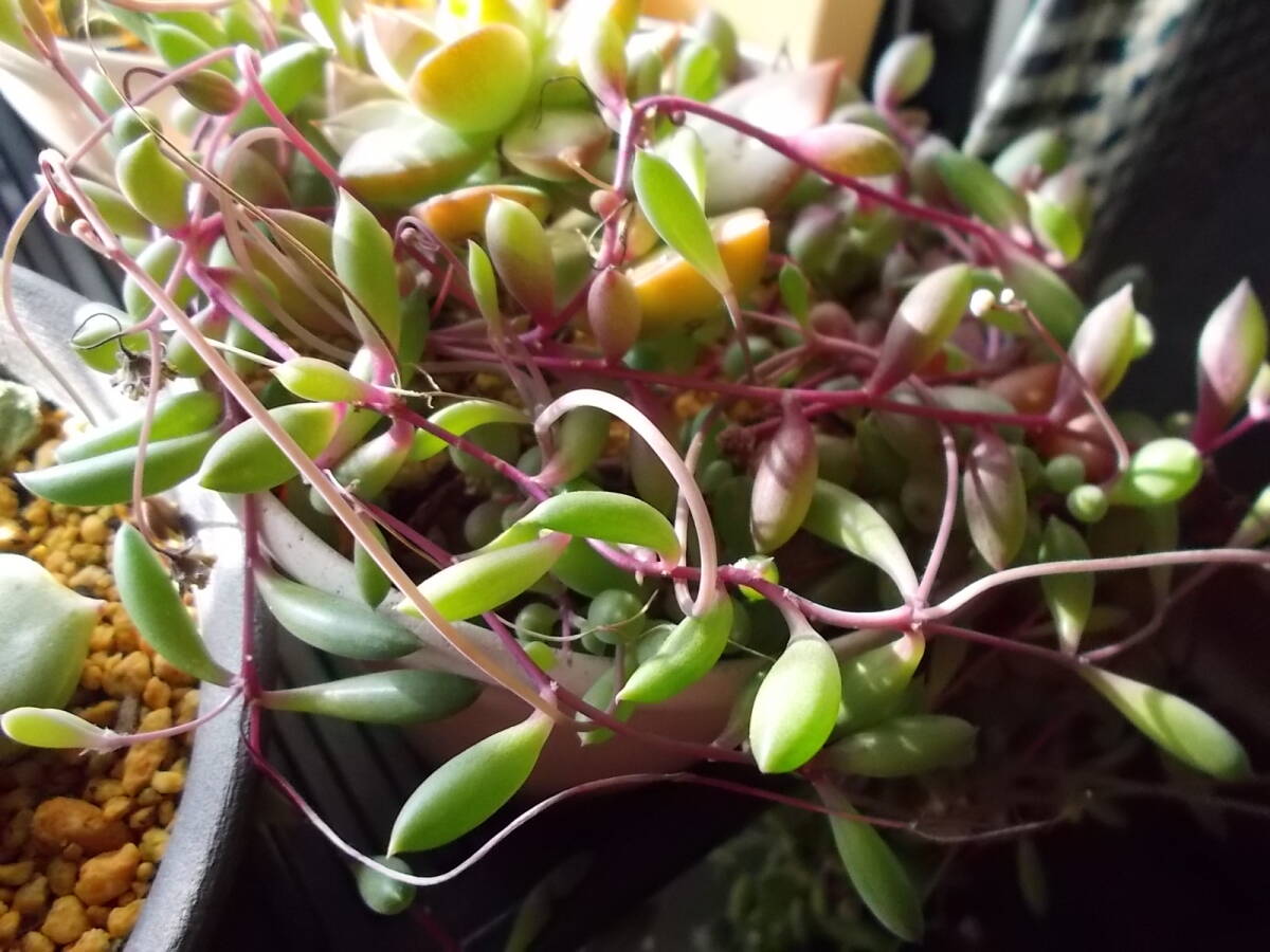 多肉植物ルビーネックレス（クラスオトンナ?カペンシス）?30cmほど10本以上?A4サイズゆうパケットポストで送付E