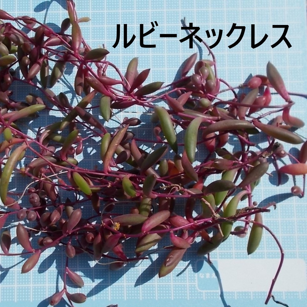 多肉植物ルビーネックレス（クラスオトンナ?カペンシス）?30cmほど10本以上?A4サイズゆうパケットポストで送付E