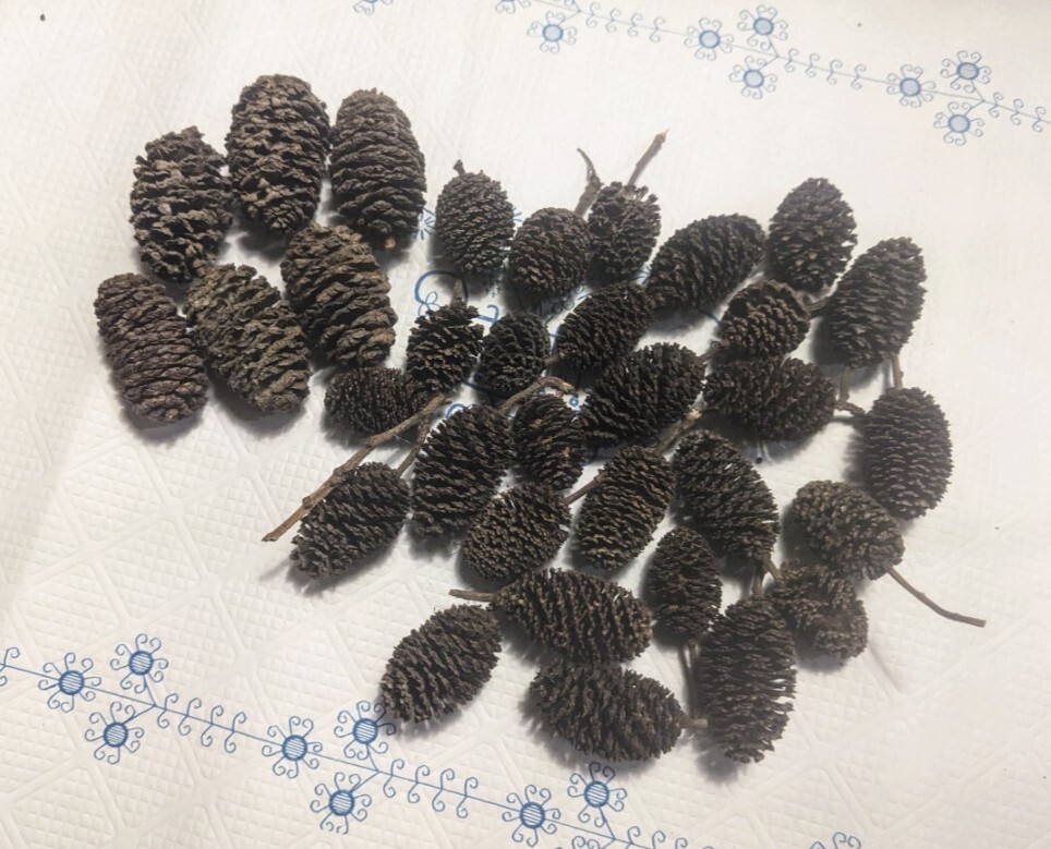【ほっぺちゃんFARM】〈ヤシャブシの実〉ブラックウォーター アルダーシード?1実15円☆Mixサイズ☆