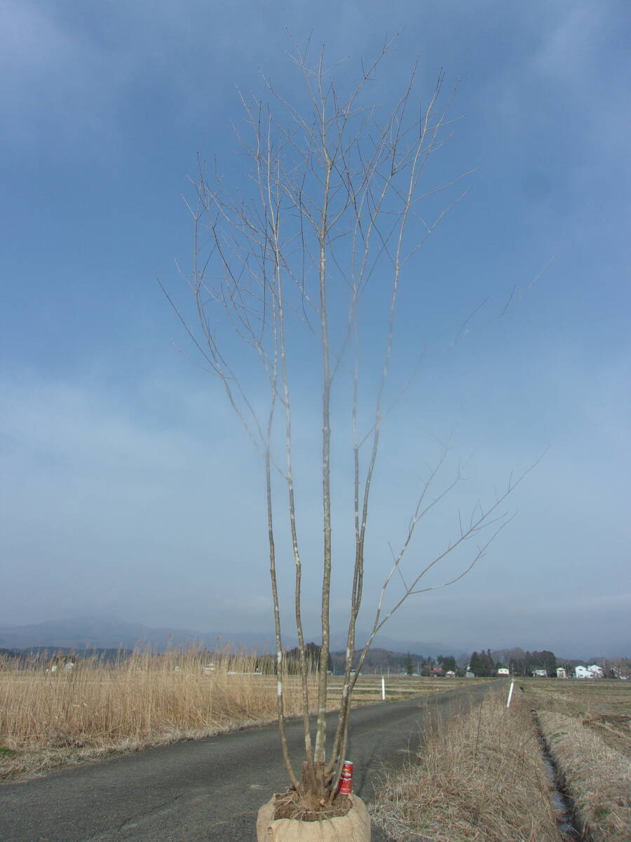 ◆◆アオダモ　　山取　 ◆◆３７４