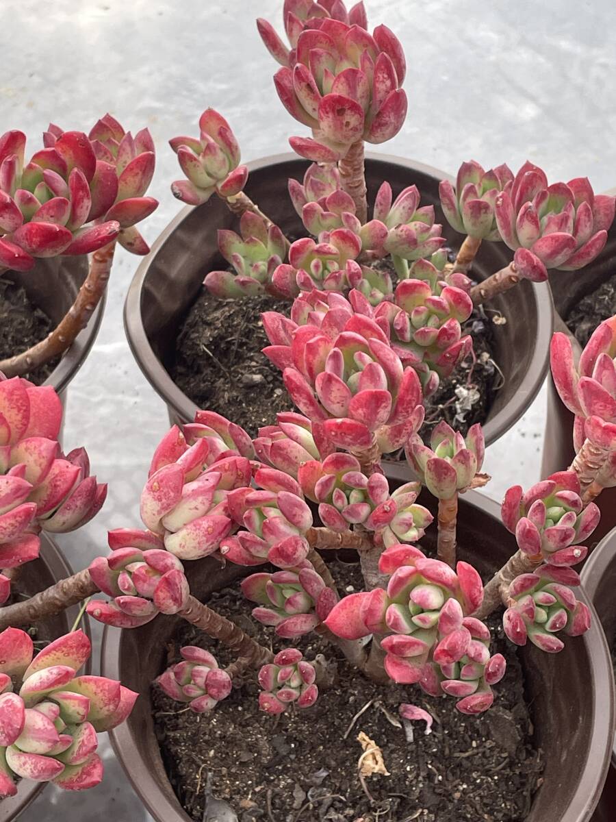24株 U524-4 多肉植物 エケベリア 紅雛蓮 観葉植物 花 園芸 レア 24株 U524-4 多肉植物 エケベリア 紅雛蓮 観葉植物 花 園芸 レア