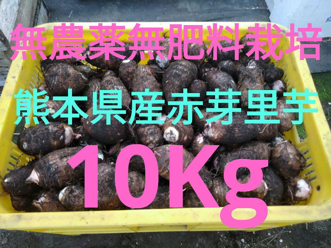 ○栽培期間中農薬・肥料不使用○熊本県産○赤芽里芋○10Kg○種芋 ○栽培期間中農薬・肥料不使用○熊本県産○赤芽里芋○10Kg○種芋