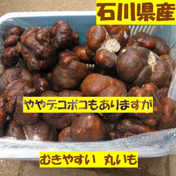 最安値 石川県 加賀 丸いも ワケあり 小玉 5キロ (15〜35個) 全国送料無料 山の芋 １００年 伝統野菜 毎日 お手頃 健康