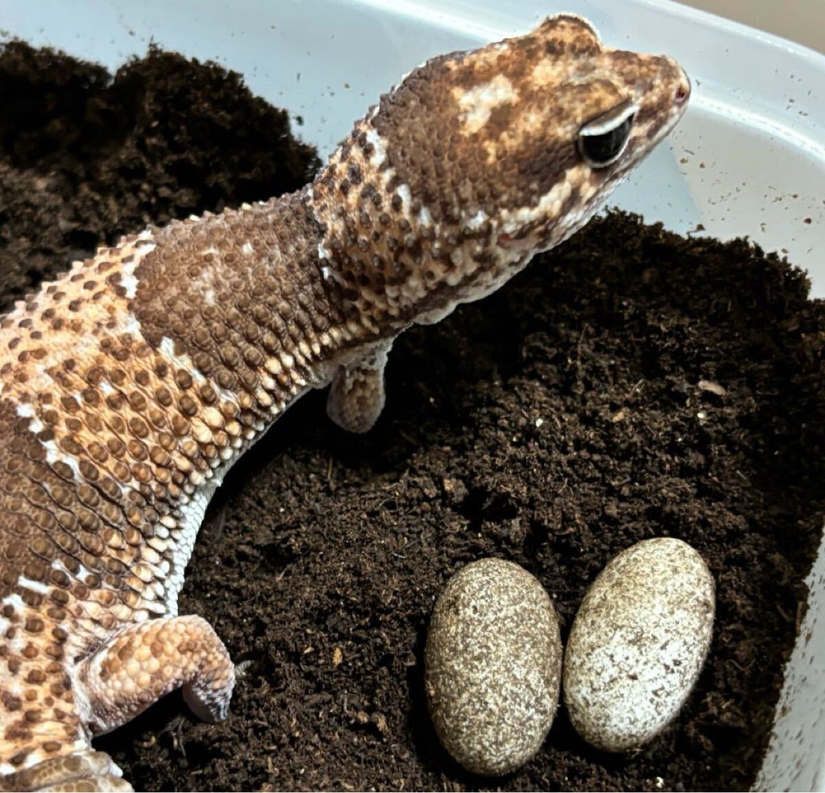 冷凍フタホシML約1300匹1kg冷凍コオロギ