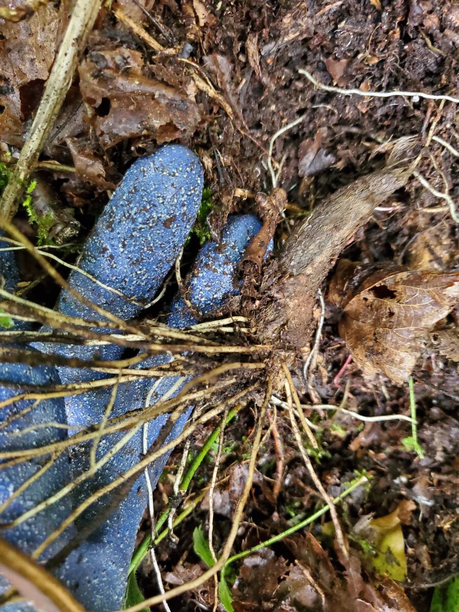 北海道産行者にんにく苗５０本サイズフリー