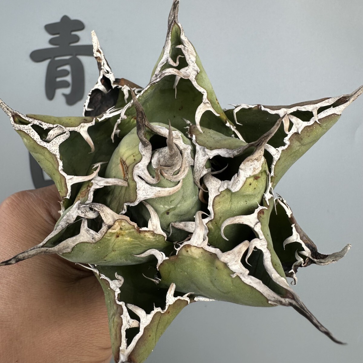 AP30【青田園芸】特選 SSS級 アガベ 多肉植物 チタノタ 白鯨 強 AP30【青田園芸】特選 SSS級 アガベ 多肉植物 チタノタ 白鯨 強