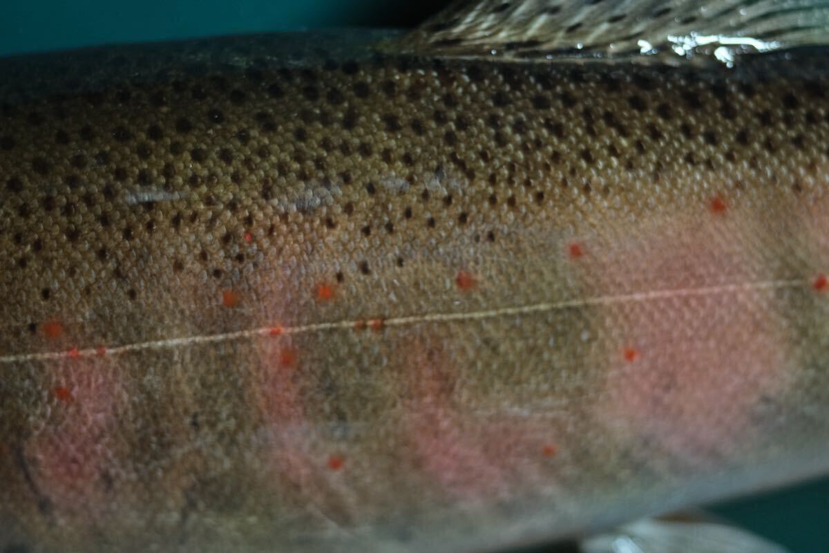 渓流魚 婚姻色アマゴ剥製 壁飾り インテリア 魚の剥製 渓流魚 婚姻色アマゴ剥製 壁飾り インテリア 魚の剥製