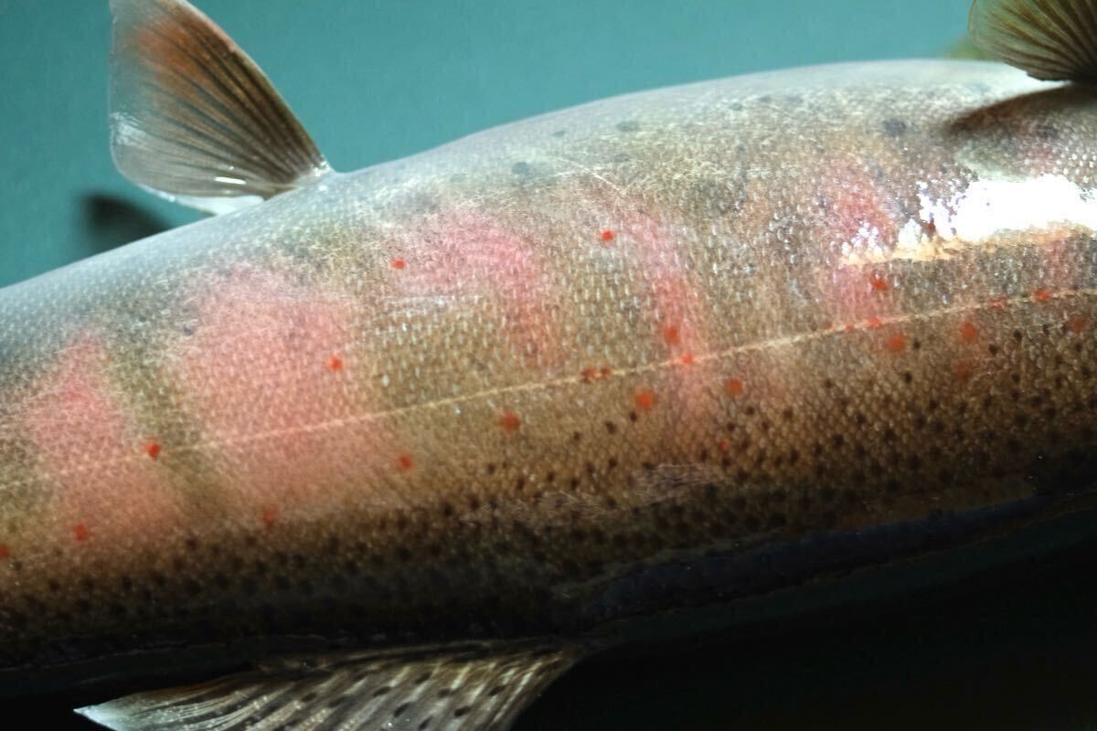 渓流魚 婚姻色アマゴ剥製 壁飾り インテリア 魚の剥製 渓流魚 婚姻色アマゴ剥製 壁飾り インテリア 魚の剥製
