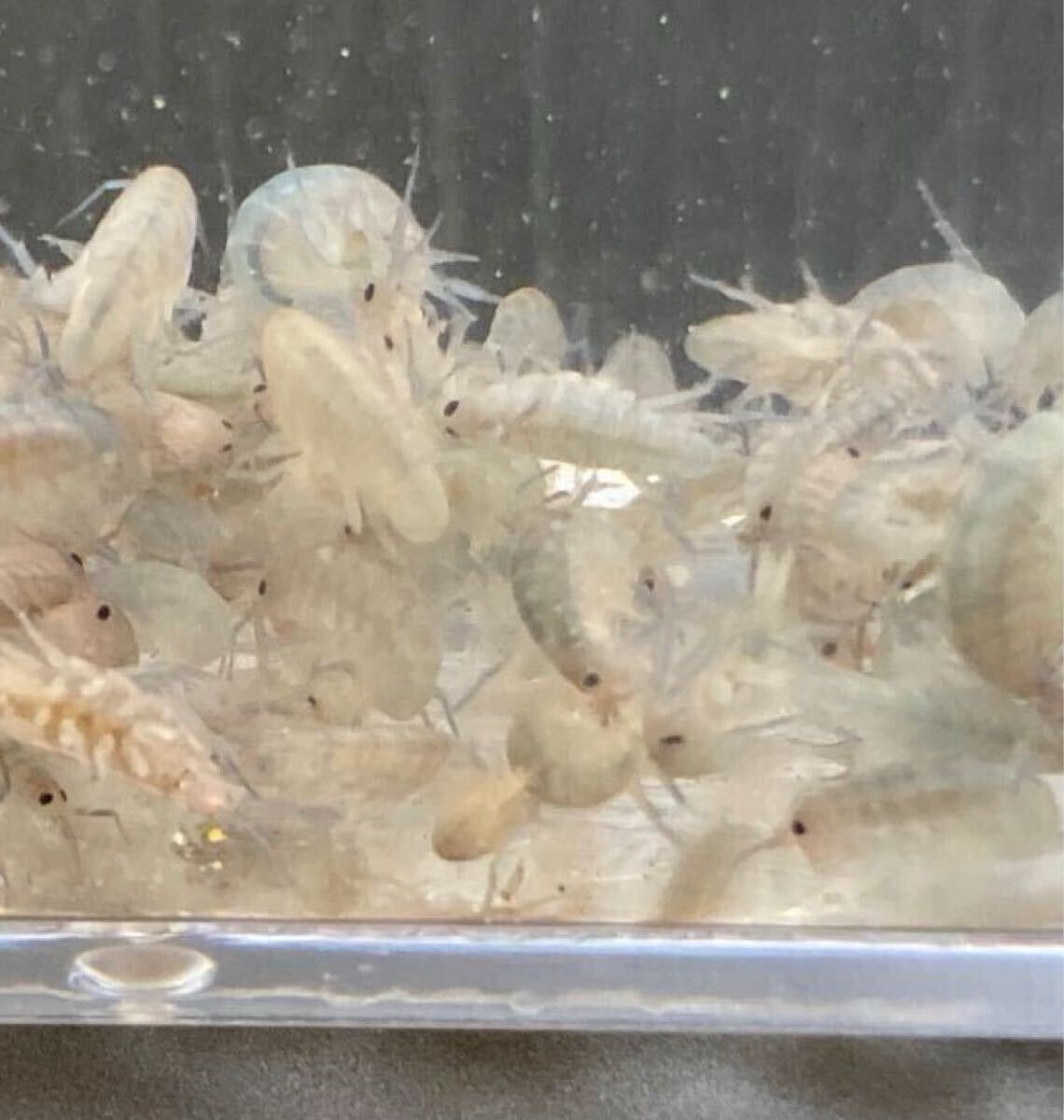 ヨコエビ（海水性）500匹※北海道・沖縄への発送不可 ★タツノオトシゴ・海水魚稚魚餌用★ダンゴウオ生体餌
