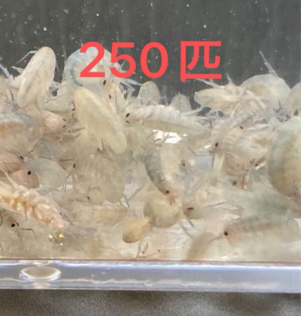 ヨコエビ（海水性）250匹※北海道・沖縄への発送不可 ★タツノオトシゴ・海水魚稚魚餌用★シードラゴン・餌