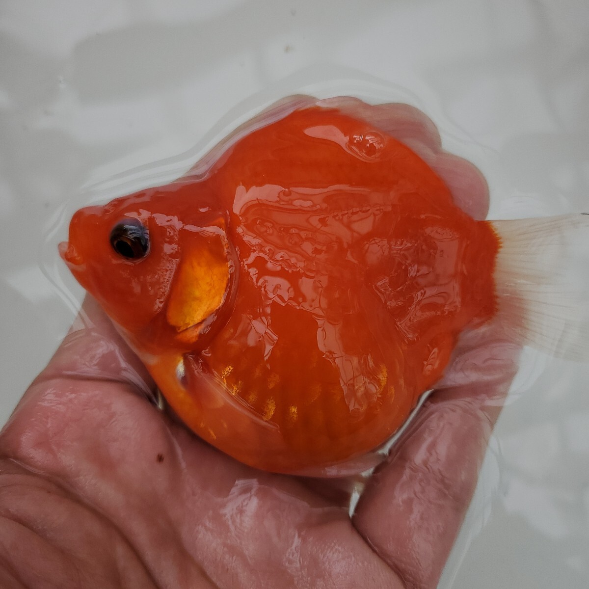 越後玉サバ】2024年産 玉サバ透明鱗短尾 金鱗交配魚 11cm K-58 越後玉サバ】2024年産 玉サバ透明鱗短尾 金鱗交配魚 11cm K-58
