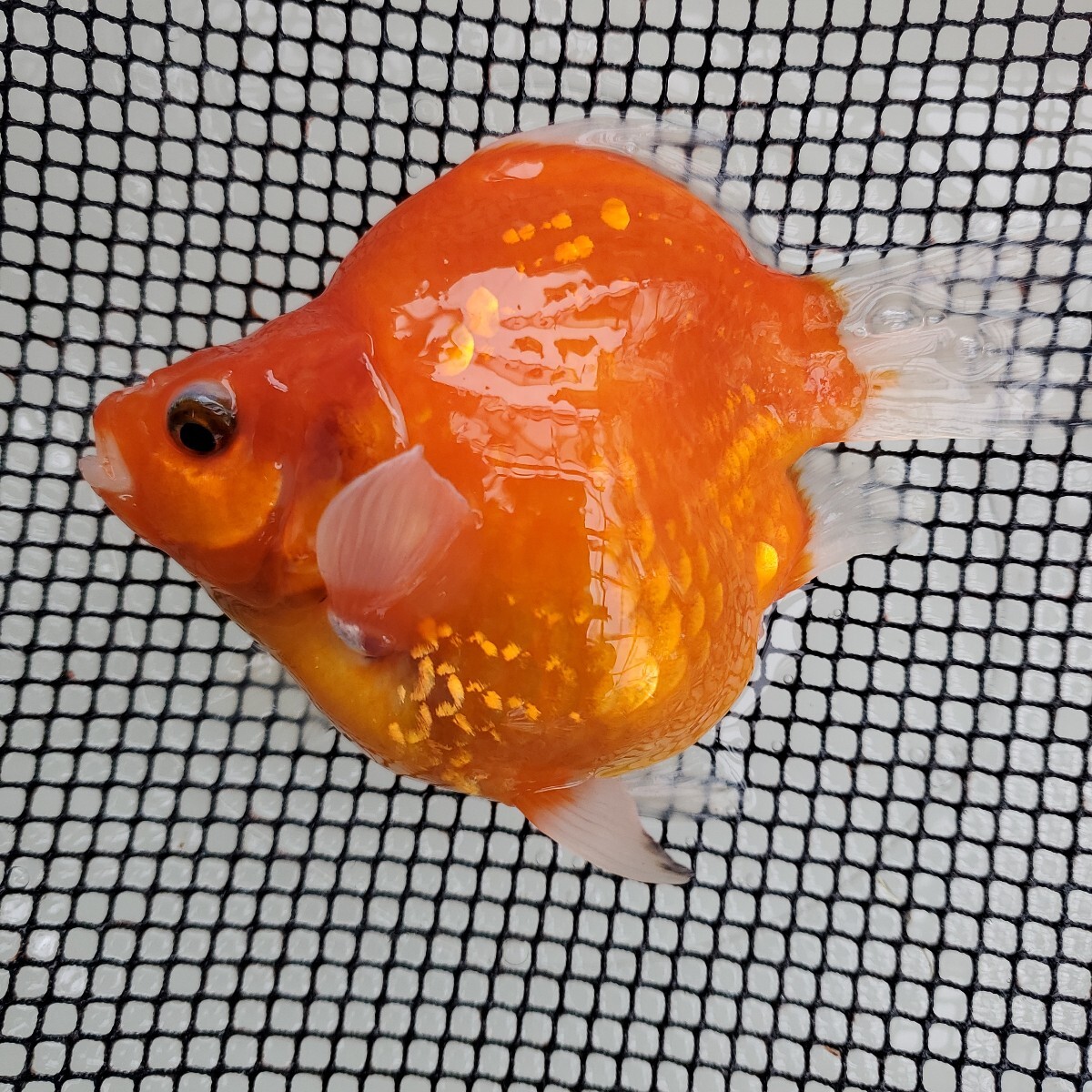 越後玉サバ】2024年産 玉サバ透明鱗短尾 金鱗交配魚 10.5cm前後 越後玉サバ】2024年産 玉サバ透明鱗短尾 金鱗交配魚 10.5cm前後