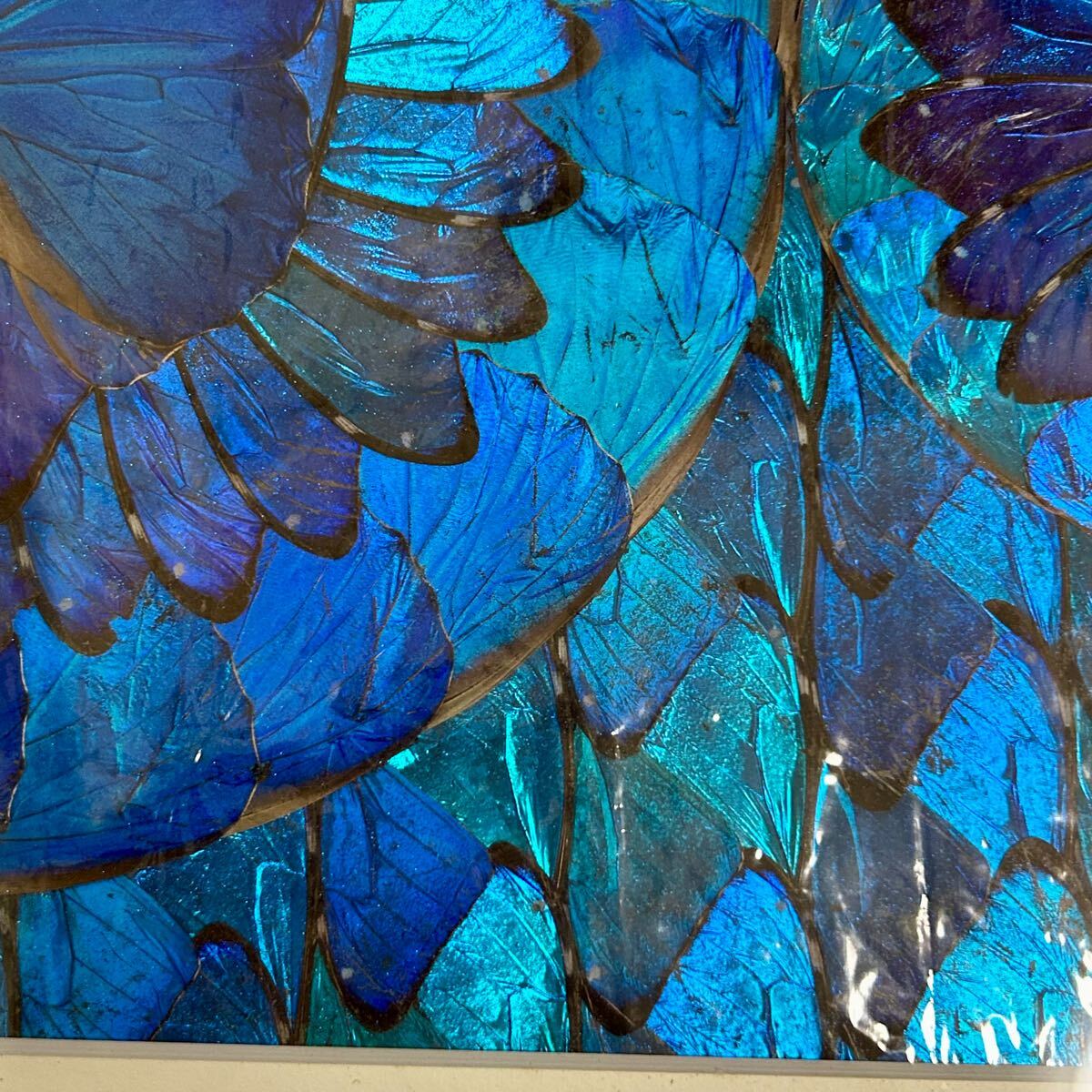 稀少 ブルーモルフォ蝶 額装  羽細工 標本 アート 蝶画  青　絵 稀少 ブルーモルフォ蝶 額装 羽細工 標本 アート 蝶画 青 絵