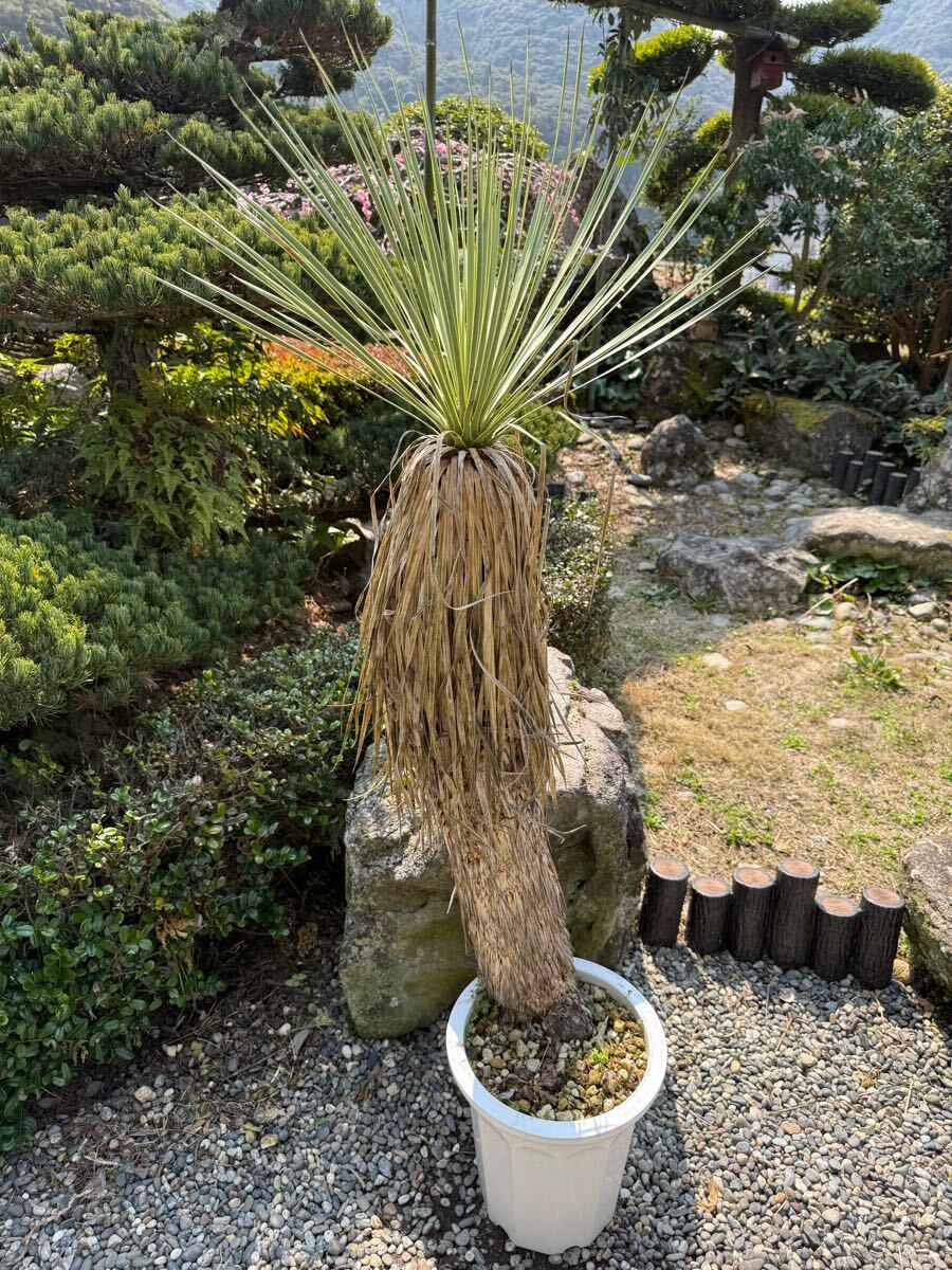 ユッカ ロストラータ 発根済 極太 TR23 ユッカ ロストラータ発根