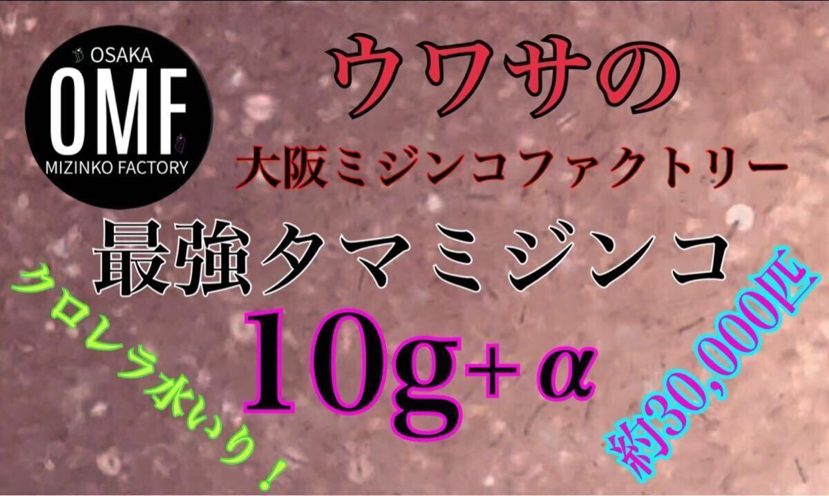期間限定！★宅急便発送送料無料★★クロレラ水入り!元気なタマミジンコ★10g+α約30,000匹/PSB/ゾウリムシ⑧