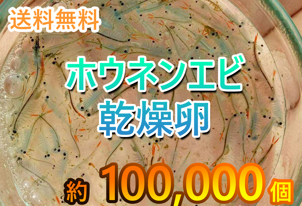 ホウネンエビ　休眠卵　100,000匹相当 耐久卵　メダカ　餌　ミジンコ　稚魚　上陸　ヤモリ　サンショウウオ