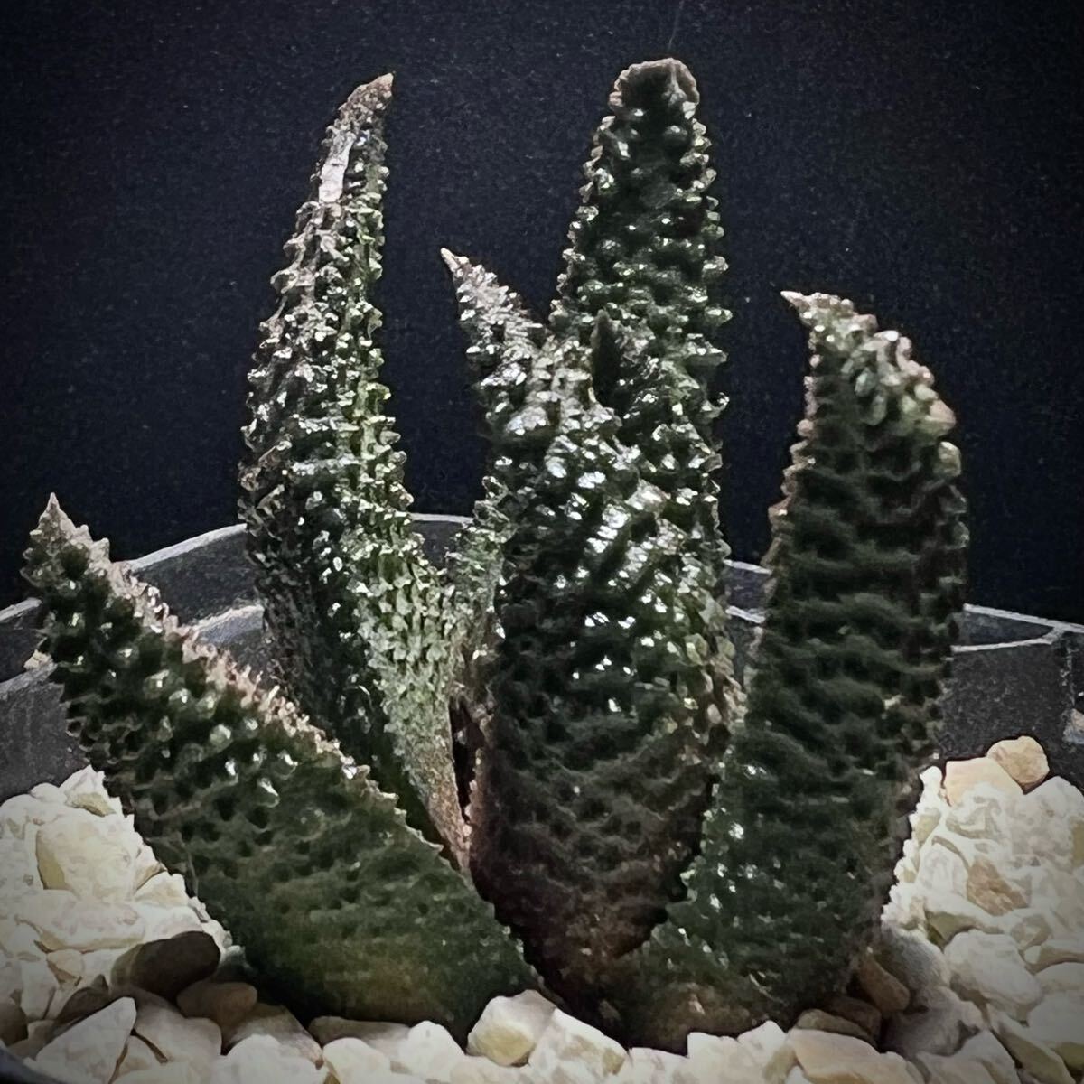 真っ黒ブツブツのバケモンスカブラ / H. scabra, South East of 真っ黒ブツブツのバケモンスカブラ / H. scabra, South East of