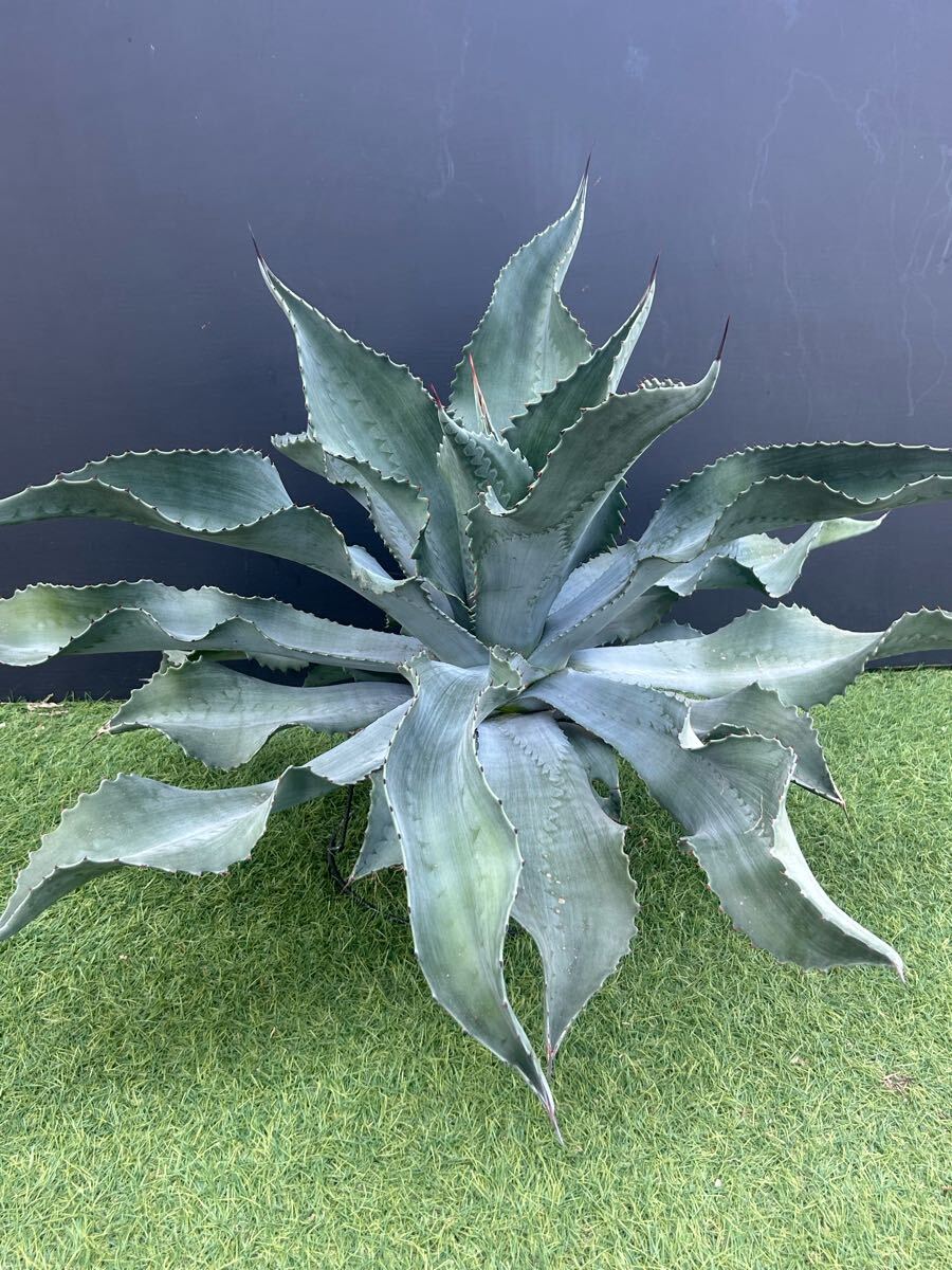 アガベ　Mrリップル　大株 Agave Mr Ripple アガベ ミスターリップル 大株 （アガベ