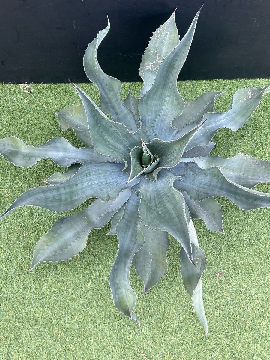 Agave Mr Ripple アガベ ミスターリップル 特大株