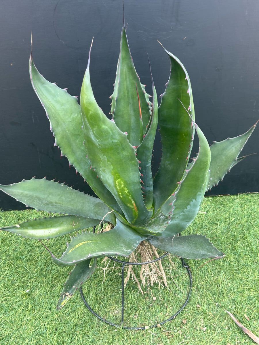 サルミアナフェロックスローガンカルホーン　超大株　美株　選抜株　引取り限定 アガベ ローガンカルホーン サルミアナフェロックス ベルビル