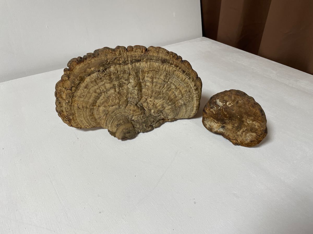 サルノコシカケ 猿の腰掛け さるのこしかけ 置物 観賞用(置物 サルノコシカケ 猿の腰掛け さるのこしかけ 置物 観賞用(置物