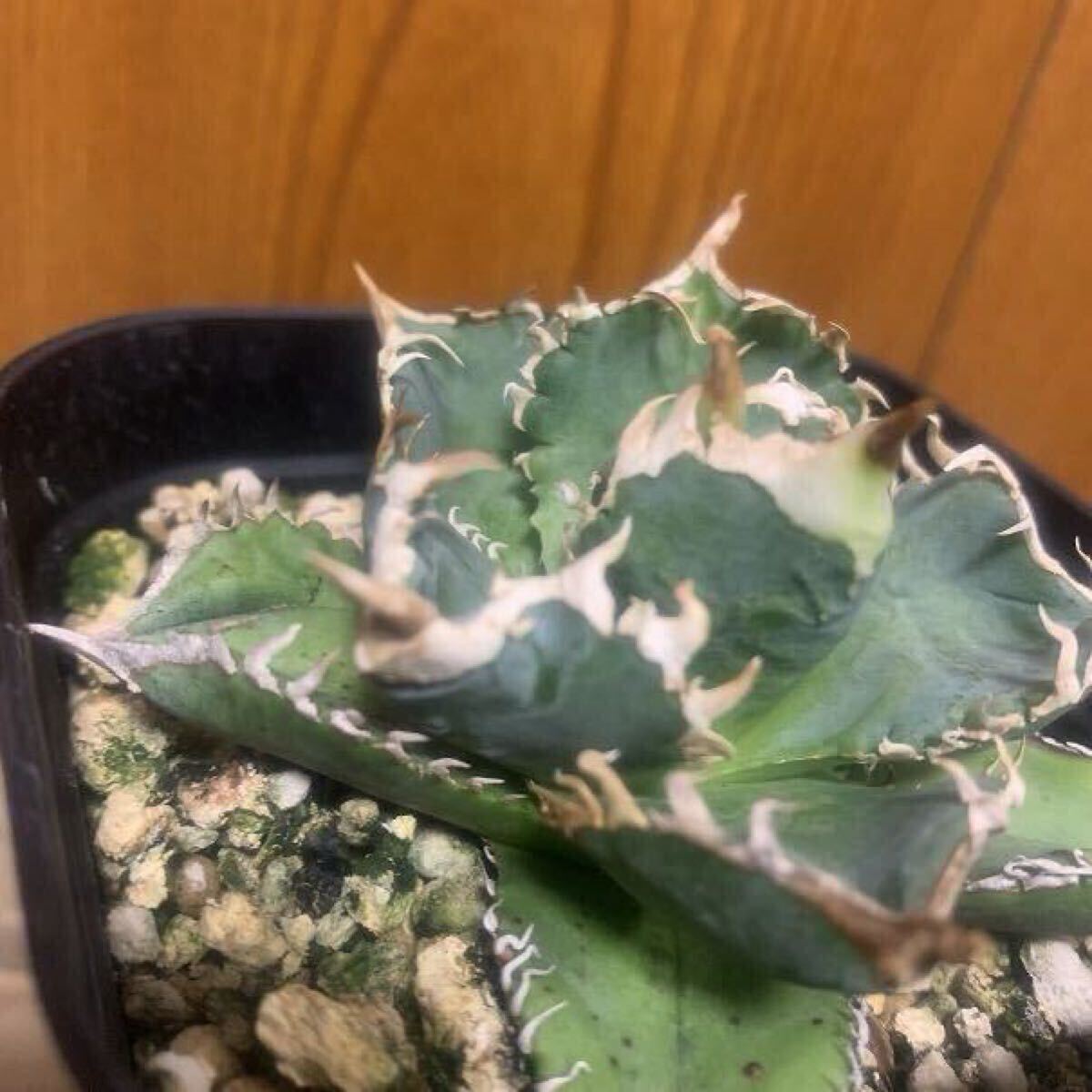 Agave ホオジロザメ　大白鮫　lize血統子株付き きんにくん アガベ 大白鯊 子株 Lize血統 きんにくん アガベ