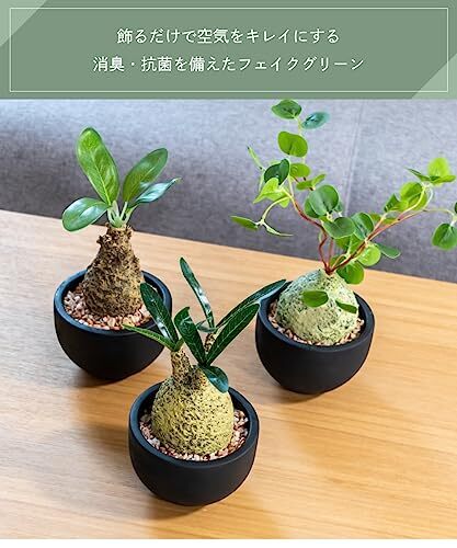 フェイクグリーンコーデックスエクリアグリーナリーライフ消臭アーティフィシャルグリーンウィンゾリーWindsoriiSサイ