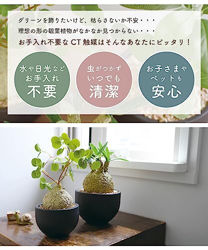 フェイクグリーンコーデックスエクリアグリーナリーライフ消臭アーティフィシャルグリーンウィンゾリーWindsoriiSサイ