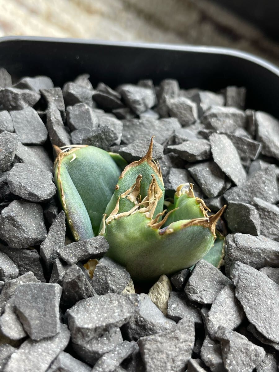 lize産発根済み子株】皇冠 アガベ チタノタ 狂刺 連刺 AGAVE lize産発根済み子株】皇冠 アガベ チタノタ 狂刺 連刺 AGAVE