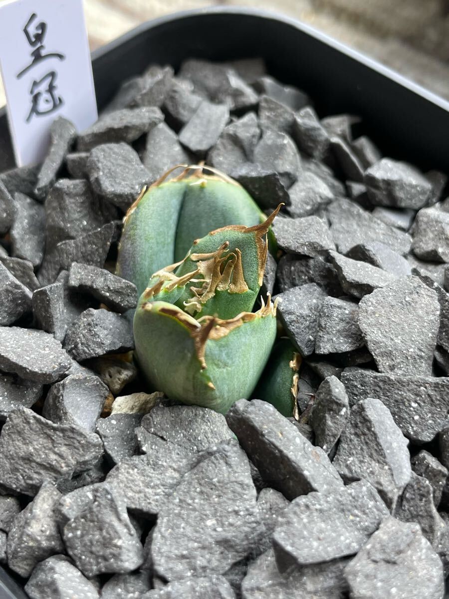 lize産発根済み子株】皇冠 アガベ チタノタ 狂刺 連刺 AGAVE lize産発根済み子株】皇冠 アガベ チタノタ 狂刺 連刺 AGAVE